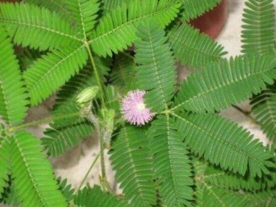 含羞草怎么養(yǎng)長得快，注意這五個(gè)要點(diǎn)生長青翠欲滴"