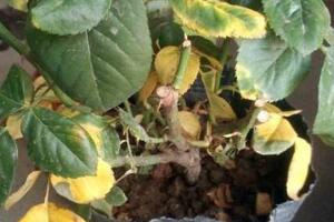 月季花葉子枯萎原因，月季花葉子枯萎了怎么辦"