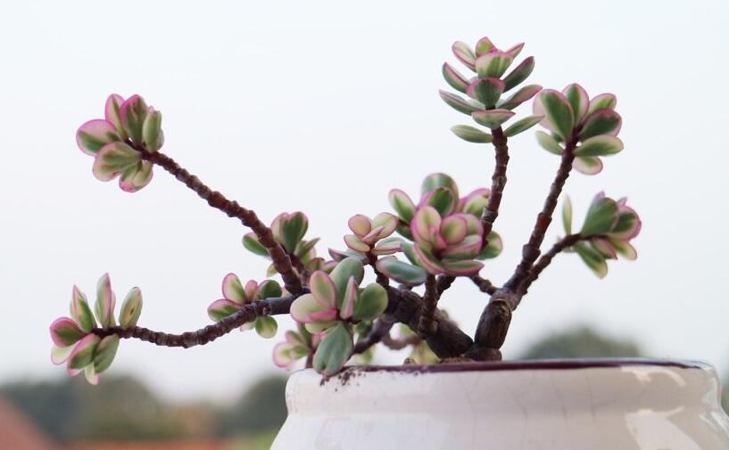 雅樂之舞的寓意，翩翩起舞的優(yōu)美姿態(tài)"