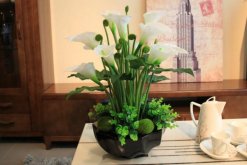 馬蹄蓮夏季的養(yǎng)殖方法，5個(gè)步驟可讓馬蹄蓮順利度夏"