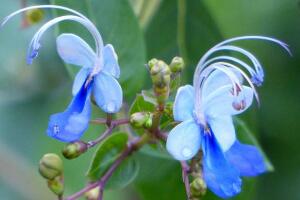仙客來花語及寓意，不同顏色仙客來花語含義"