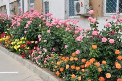 月季花的花期怎么護(hù)理，花期養(yǎng)護(hù)的4大要點(diǎn)"