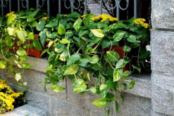 綠蘿在風(fēng)水上有禁忌嗎，風(fēng)水上說家中不適合養(yǎng)藤蔓植物"