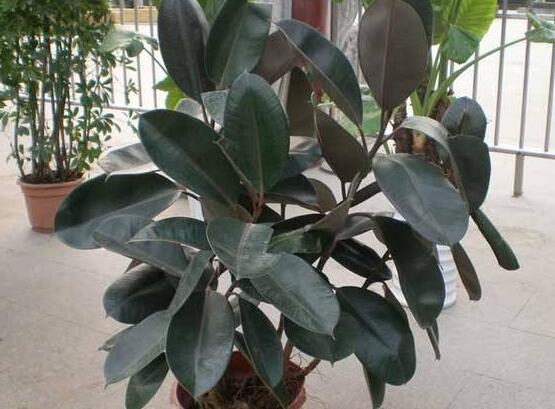 橡皮樹(shù)的擺放位置，教你四個(gè)擺放好地方(客廳/大廳/書(shū)房/辦公室)"