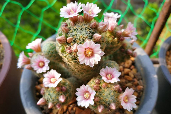 仙人球品種有哪些，根據(jù)食用型/長勢/花刺等方面劃分