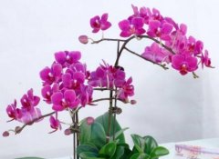 蝴蝶蘭怎么澆水，蝴蝶蘭澆水的正確方法"