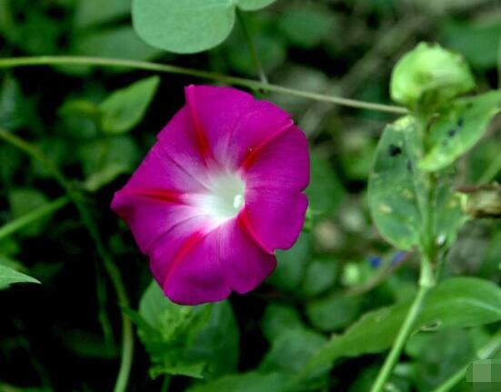 牽?；麊?，提升家運(yùn)，招財(cái)納氣