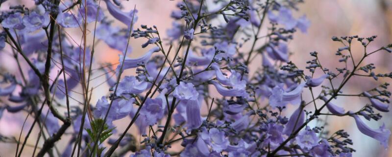藍(lán)花楹樹(shù)適合北方養(yǎng)嗎"