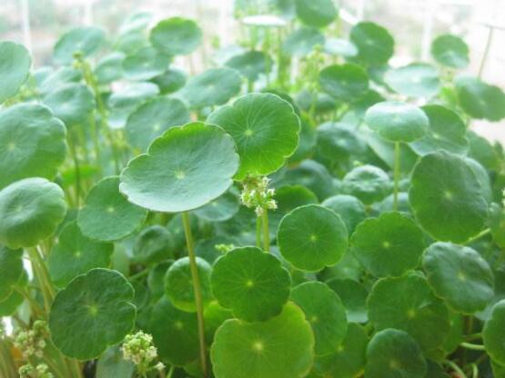 銅錢(qián)草怎么澆水，最適水溫22-28度"