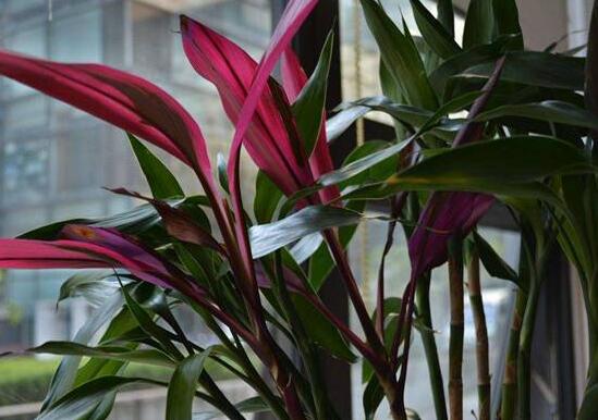 富貴竹放臥室哪里最好，盤點(diǎn)臥室最好的五個(gè)擺放位置"