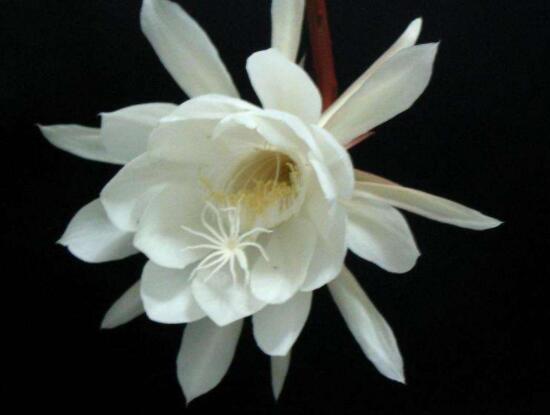 新鮮曇花怎么吃，泡茶喝最為簡單食用(價值高)"