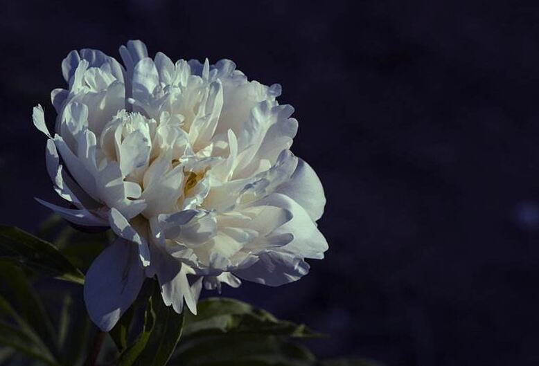 芍藥花能在室內(nèi)養(yǎng)嗎，能/但是要注意位置擺放"