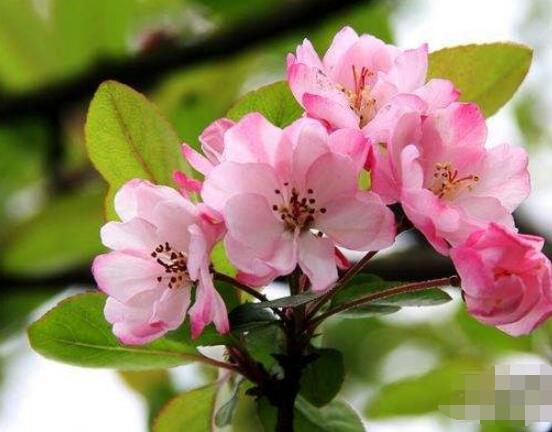 海棠花開花時間，每年4-5月含苞綻放(春季)"