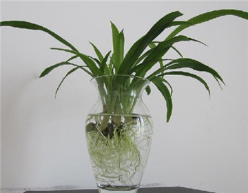 吊蘭的種類及圖片，介紹常見的四種吊蘭品種"