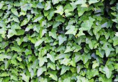 常春藤有毒嗎，有毒但是也有很大的藥用價值"