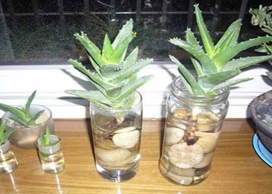 蘆薈可以水培嗎，蘆薈水培方法"