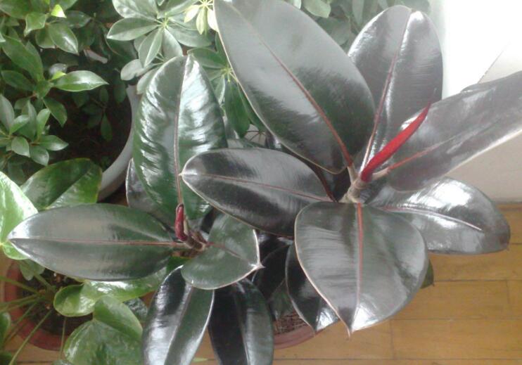 黑金剛和橡皮樹的區(qū)別，其實(shí)就就是橡皮樹的一種"