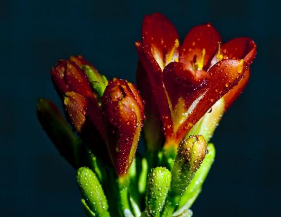 君子蘭施肥時(shí)間，早上施肥生長(zhǎng)最佳"