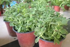 碰碰香葉子發(fā)黃脫落，導(dǎo)致葉子發(fā)黃的4種原因"