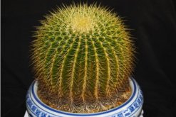 金虎仙人球變黃怎么辦，多半是澆水、溫度、光照三個(gè)方面沒做好"