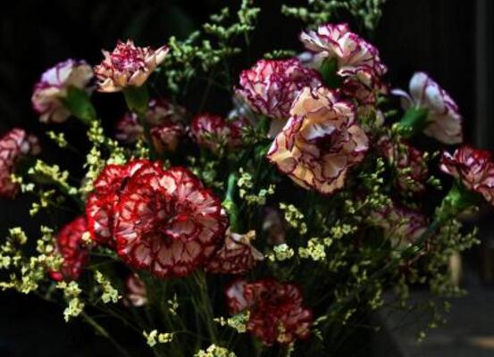 康乃馨種子需要泡水嗎，利于吸收水分、發(fā)芽更快"