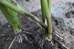 馬蹄蓮爛根的原因，馬蹄蓮根爛了怎么辦"