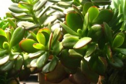 玉樹與燕子掌的區(qū)別，最直觀區(qū)別方法（紅邊的是燕子掌）"