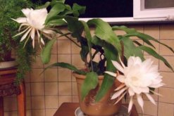 曇花對室內家居的影響，觀賞以及凈化最突出"