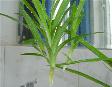 吊蘭怎么繁殖，三種繁殖方法讓你的吊蘭一盆變十盆"