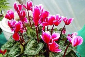 仙客來(lái)如何澆水，仙客來(lái)澆水方法"