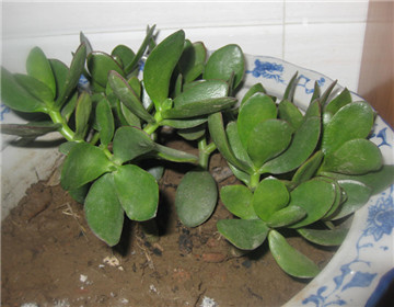 玉樹的繁殖方法，介紹葉插和枝插兩種繁殖方法"