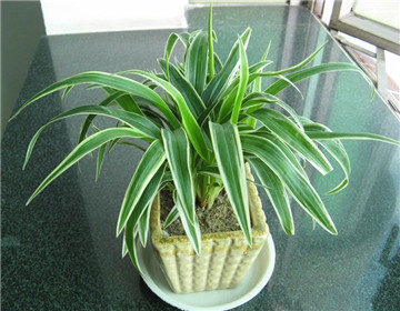 吊蘭的上盆方法"