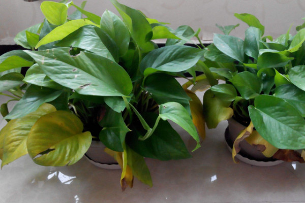 綠蘿黃了怎么辦，遮光控水/通風(fēng)施肥"