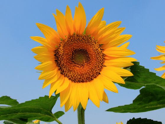 送向日葵祝福語，教你最合適五種送人祝福語"