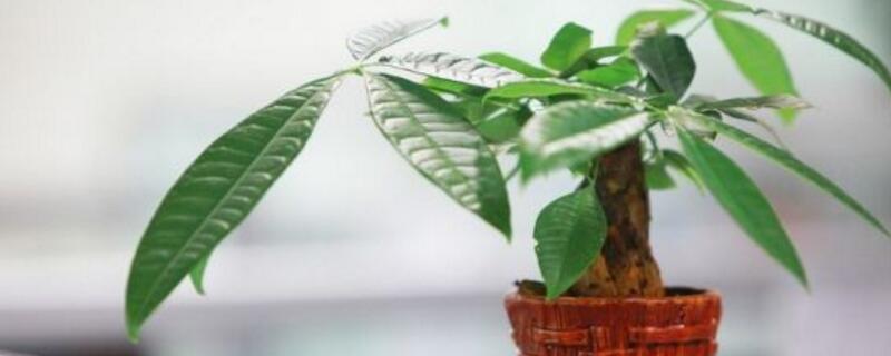 適合做盆景的樹有哪些"