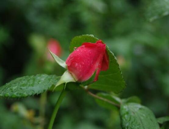 月季為何只長(zhǎng)枝條而不開(kāi)花，四種原因以及解決辦法"