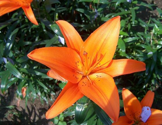 百合花種子怎么繁殖，播種繁殖存活率最高(養(yǎng)殖三年開花)"