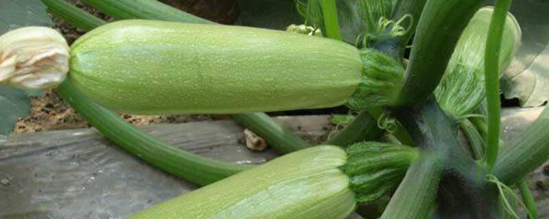 西葫蘆還叫什么名字"