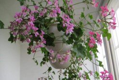 垂吊天竺葵養(yǎng)殖方法，讓植株迅速爆盆的5大技巧"