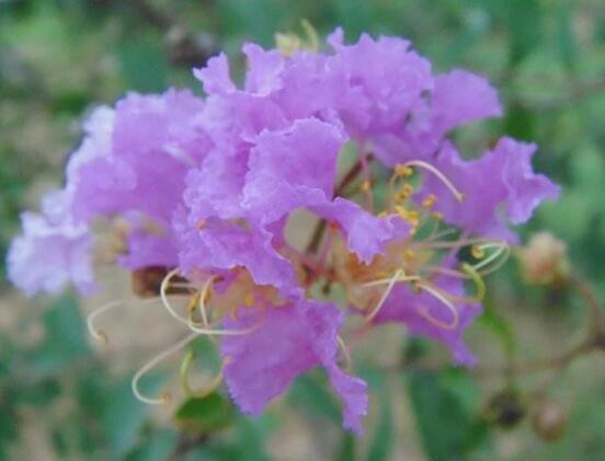 紫色薔薇花圖片，紫色薔薇花美麗傳說(shuō)"