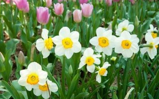 水仙花葉子發(fā)黃怎么辦，水仙花葉子發(fā)黃解決辦法"