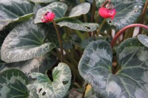 仙客來(lái)灰霉病的癥狀，仙客來(lái)灰霉病防治方法"