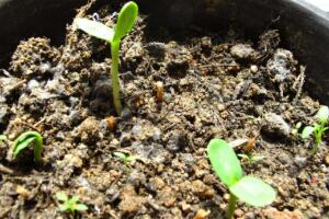 仙客來(lái)種子什么時(shí)候種，仙客來(lái)種子多久發(fā)芽"