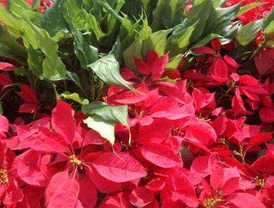 品紅種類有多少，一品紅種類大全(圖片)"