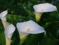 馬蹄蓮怎么養(yǎng)，馬蹄蓮的養(yǎng)殖方法及注意事項(xiàng)"