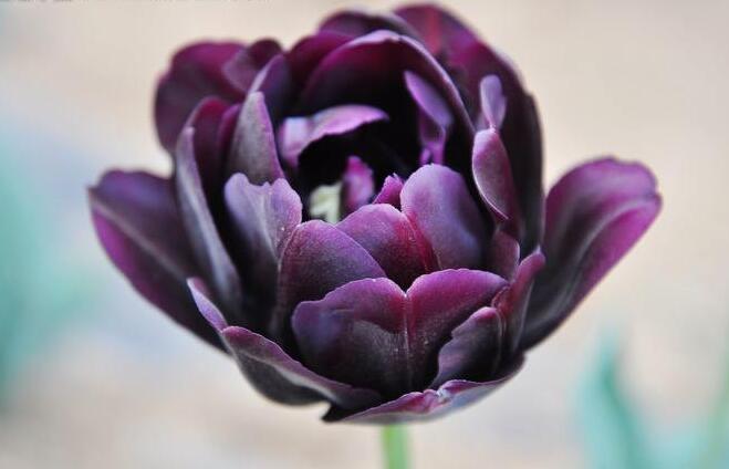 郁金香花語是什么意思，顏色不同含義也就不同