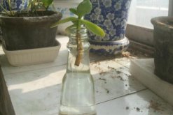 燕子掌能水培嗎，可以水培并且養(yǎng)護起來非常簡單"