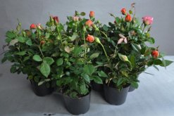 月季換盆注意事項(xiàng)，要選擇合適的換盆時(shí)間"