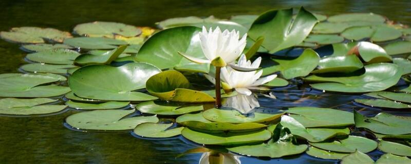 睡蓮根塊的水養(yǎng)方法"