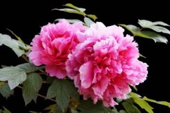 牡丹花象征著什么意義，美麗、富貴的象征"